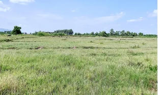 Đất nông nghiệp bỏ hoang sẽ bị nhà nước thu hồi