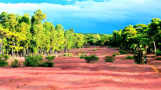 Đầu tư sân golf Đăk Đoa: Mất rừng thông 50 tuổi?