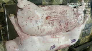 Vụ C.P. Việt Nam: Yêu cầu làm rõ cán bộ đóng dấu kiểm dịch sai