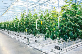 Quảng Trị sẽ thu hồi dự án nông nghiệp công nghệ cao FAM của FLC