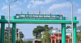 Mía đường Sơn La chia cổ tức 150% bằng tiền