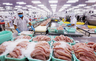 Xuất khẩu cá tra đạt gần 1,6 tỷ USD sau 9 tháng năm 2025