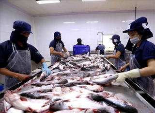 Một doanh nghiệp thủy sản báo lãi quý III gấp 3 lần cùng kỳ