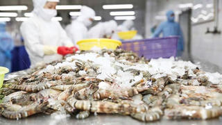 Xuất khẩu tôm Việt Nam phục hồi mạnh mẽ