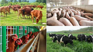 Đề xuất sửa quy định thuế GTGT lĩnh vực nông nghiệp, thức ăn chăn nuôi