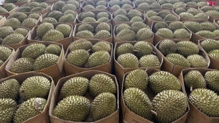 Sầu riêng kẹt tại cửa khẩu, Chính phủ yêu cầu làm rõ