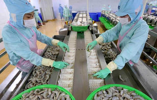 Biên lợi nhuận tăng mạnh, Minh Phú ghi nhận hơn 228 tỷ đồng lãi ròng trong quý III