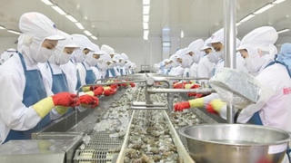 Vua tôm Minh Phú báo lãi cao nhất trong 3 năm trở lại đây