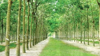 Cao su Đồng Phú tổ chức Đại hội đồng cổ đông bất thường vào 30/12