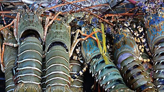 Xuất khẩu tôm hùm Việt Nam đạt kỷ lục 712 triệu USD