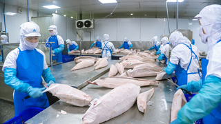 Hà Lan gia tăng nhập khẩu cá ngừ: Cơ hội cho doanh nghiệp Việt?
