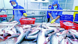 Xuất khẩu cá tra năm 2026 dự kiến đạt 2,3 tỷ USD
