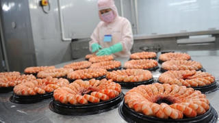 Sao Ta ước lãi 420 tỷ đồng năm 2025