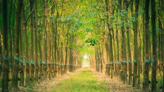 Nhóm quỹ VOF Investment Limited không còn là cổ đông lớn tại Cao su Phước Hoà