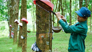 Xanh hóa - lối đi tất yếu của ngành cao su Việt Nam