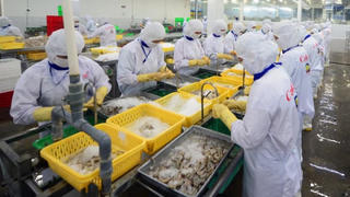 Xuất khẩu thủy sản đặt mục tiêu 11,5 tỷ năm 2026