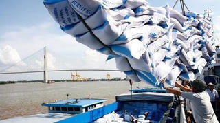 Dự kiến xuất khẩu khoảng 7,73 triệu tấn gạo năm 2026