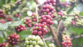 Giá cà phê trong nước tăng thêm 1.600-1.800 đồng/kg
