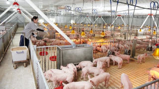 285 triệu cổ phiếu Nông nghiệp Hòa Phát sắp lên sàn HoSE