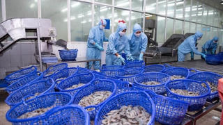 Doanh thu tháng đầu năm 2026 của Sao Ta giảm nhẹ