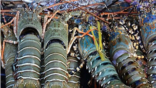 Xuất khẩu tôm sang Trung Quốc đạt 1,3 tỷ USD, tôm hùm xanh dẫn sóng