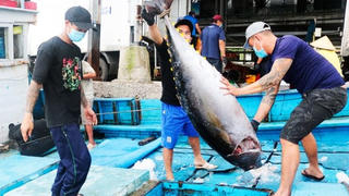 Xuất khẩu cá ngừ tăng 13%, riêng thị trường Mỹ giảm vì thuế quan