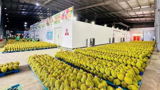 Kim ngạch xuất khẩu sầu riêng tăng 275%