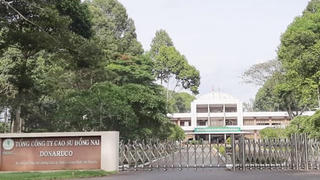 Nhiều sai phạm tài chính tại Tổng công ty Cao su Đồng Nai