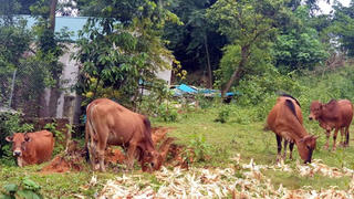 Hộ kinh doanh thu mua trâu, bò về giết mổ bán thịt thì nộp thuế GTGT 1% trên doanh thu phải không?