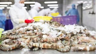 Đòn thuế quan 25% từ Mỹ làm gia tăng rủi ro cho xuất khẩu tôm Việt Nam