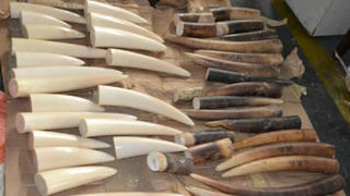 Nam Phi bắt đại gia kim cương Chu Đăng Khoa