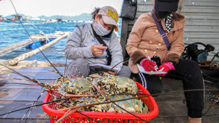 Xuất khẩu tôm hùm bứt phá