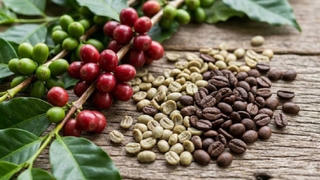 Giá cà phê giữ mốc 94.000 đồng/kg