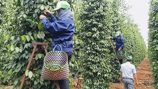 Xuất khẩu hồ tiêu của Việt Nam tăng mạnh