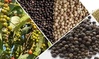 Hồ tiêu Việt Nam trước làn sóng biến động cung – cầu