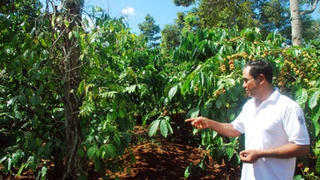 Xuất khẩu cà phê tăng mạnh nhưng giá trị đi lùi