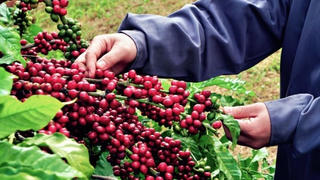 Ông Đoàn Nguyên Đức: HAGL sẽ đổi đời nhờ cà phê