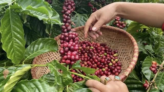 Giá cà phê quay đầu giảm nhẹ cuối tuần