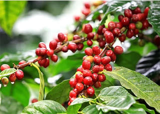 Chốt giá cà phê hôm nay 30.5: giảm mạnh ở cả trong nước và thế giới