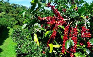 Chốt giá cà phê hôm nay 31/5: Tây Nguyên 86.800 - 87.400 đồng/kg, một tuần giảm mạnh Chốt giá cà phê hôm nay 31/5: Tây Nguyên 86.800 - 87.400 đồng/kg, một tuần giảm mạnh