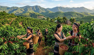 Chốt giá cà phê hôm nay 1/6/2026: Tây Nguyên giảm còn 86.800 - 87.400 đồng/kg