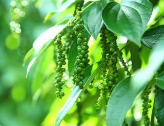 Chốt giá tiêu hôm nay 6/6: Giữ vững 137.000 - 140.000 đồng/kg
