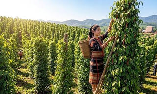Giá hồ tiêu hôm nay (chiều 13/6): Bật tăng mạnh, vùng trong điểm đang giao dịch bao nhiêu Giá hồ tiêu hôm nay (chiều 13/6): Bật tăng mạnh, vùng trong điểm đang giao dịch bao nhiêu