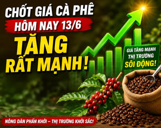 Chốt giá cà phê hôm nay 13/6/2026: Đồng loạt tăng phi mã, người nông dân phấn khởi