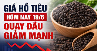 Chốt giá hồ tiêu hôm nay 19/6: Bất ngờ quay đầu giảm rất mạnh