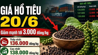 Chốt giá hồ tiêu hôm nay 20/6: Đi ngang sau cú sập mạnh Chốt giá hồ tiêu hôm nay 20/6: Đi ngang sau cú sập mạnh