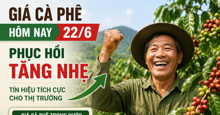 Chốt giá cà phê hôm nay 22/6: Đồng loạt tăng trở lại