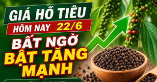 Chốt giá hồ tiêu hôm nay 22/6: Tăng mạnh ở các vùng trọng điểm, đang giao dịch bao nhiêu