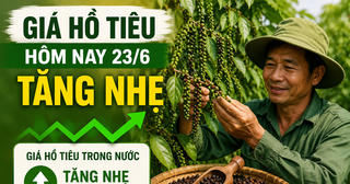Chốt giá hồ tiêu hôm nay 23/6: Đắk Lắk, Đắk Nông tăng trở lại sau nhịp giảm Chốt giá hồ tiêu hôm nay 23/6: Đắk Lắk, Đắk Nông tăng trở lại sau nhịp giảm