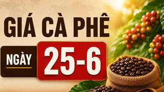 Chốt giá cà phê hôm nay ngày 25-6: Đảo chiều tăng, cao nhất 88.700 đồng/kg